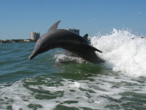 dolphin cruises