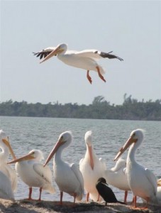 white pelicans in Ft. Myers Beach
