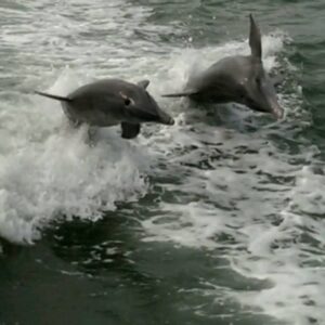 dolphin-encounter-tours