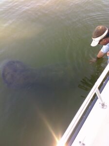 Manatee tours 