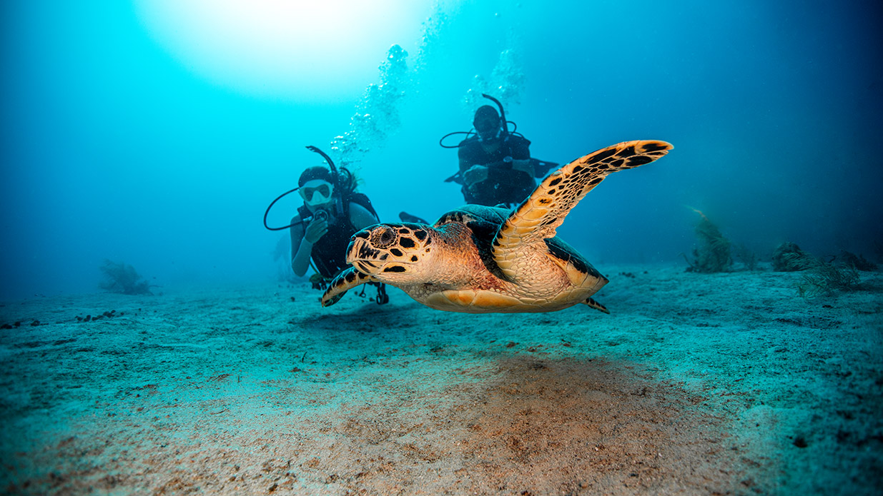 PADI Open Water Dive Class with Cruise Fish Dive