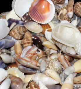 6143-beach-shelling.jpg