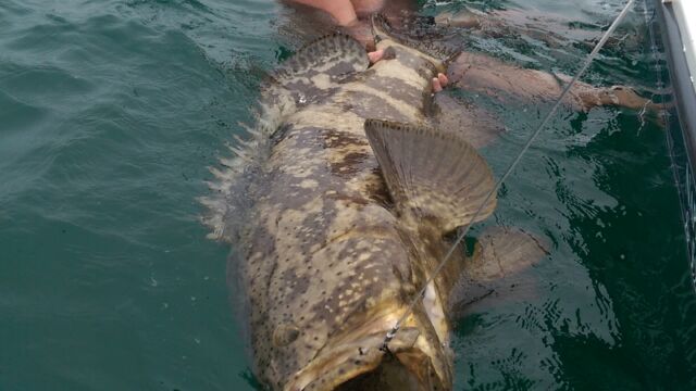 100 lb goliath grouper caught off Naples FL