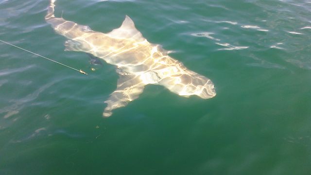 Tiger Shark Caught with Cruise Fish Dive
